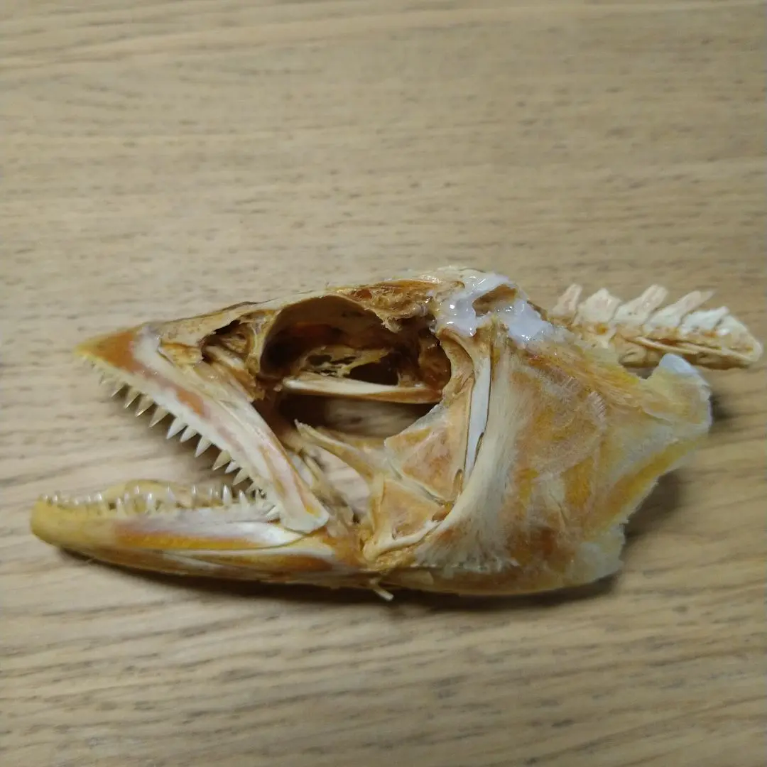 古い魚の標本 人物】金魚人生はキン太とともに☆ちょっとマニアックな骨格標本