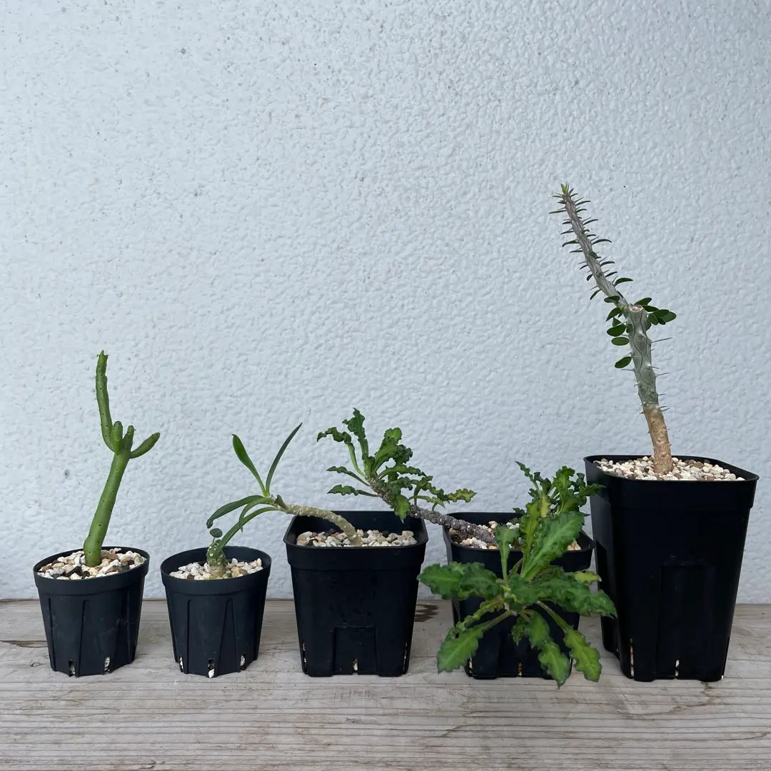 2025年最新】ユーフォルビア デカリーの人気アイテム - メルカリ