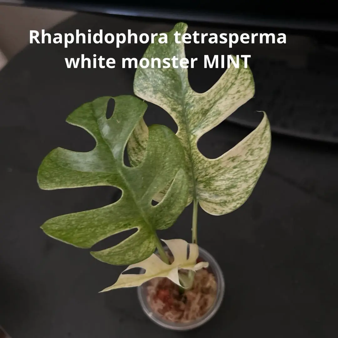 あくは/斑入り植物コレクター様　ホワイトモンスター　発根済 あくは/斑入り植物コレクター様ホワイトモンスター発根済