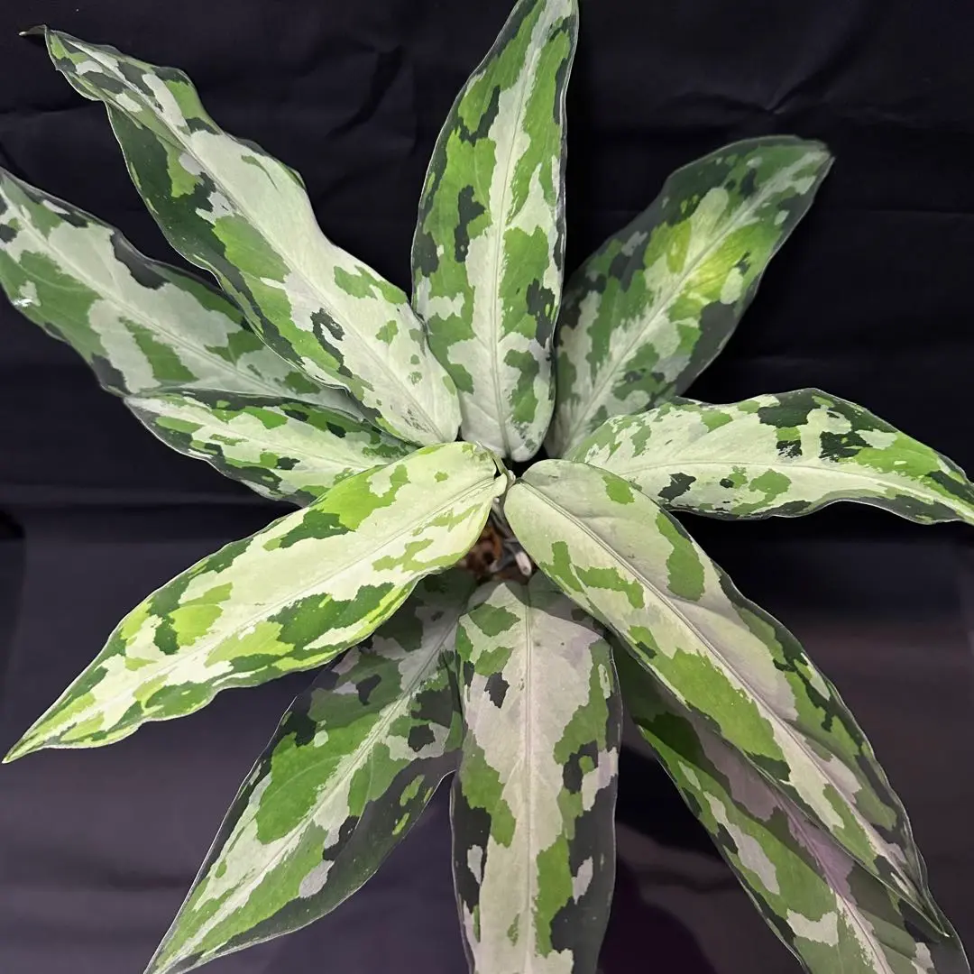 アグラオネマ LA便 実生 LA1118-06b 妖鳥 aglaonema - メルカリ