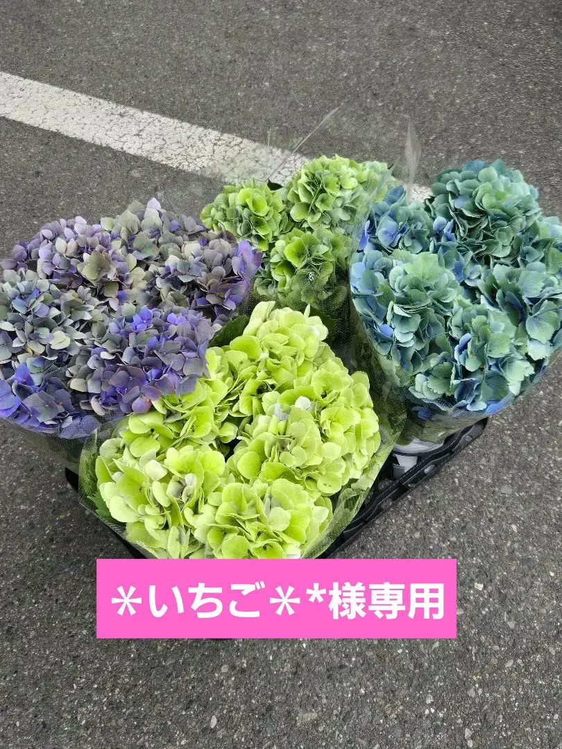 福岡県鬼木様の紫陽花☆筑紫路風 寄せ植えミックス☆14号鉢☆超