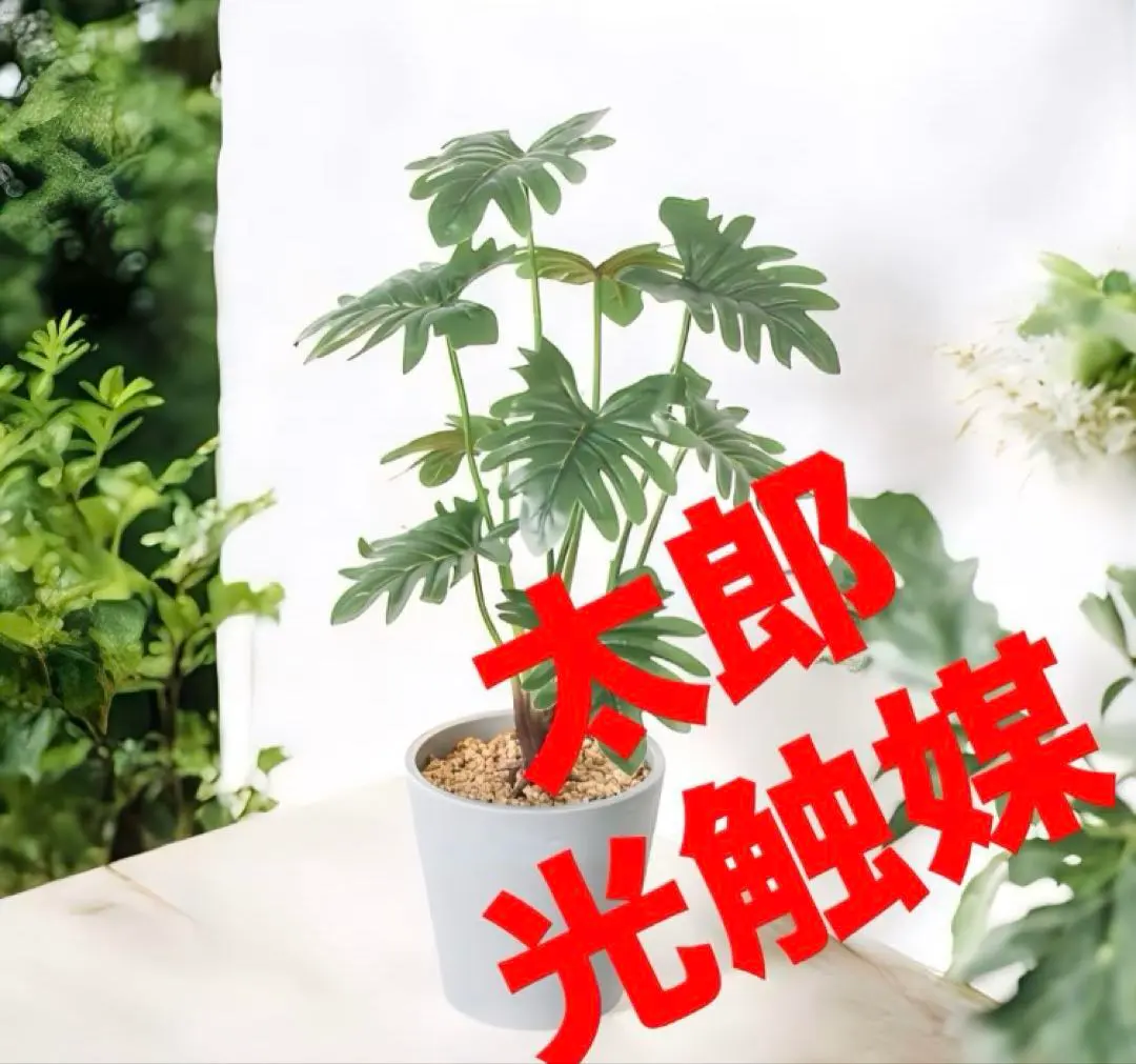 販売開始■23年育てた大きなセローム シンボルグリーン 販売開始□23年育てた大きなセローム シンボルグリーン