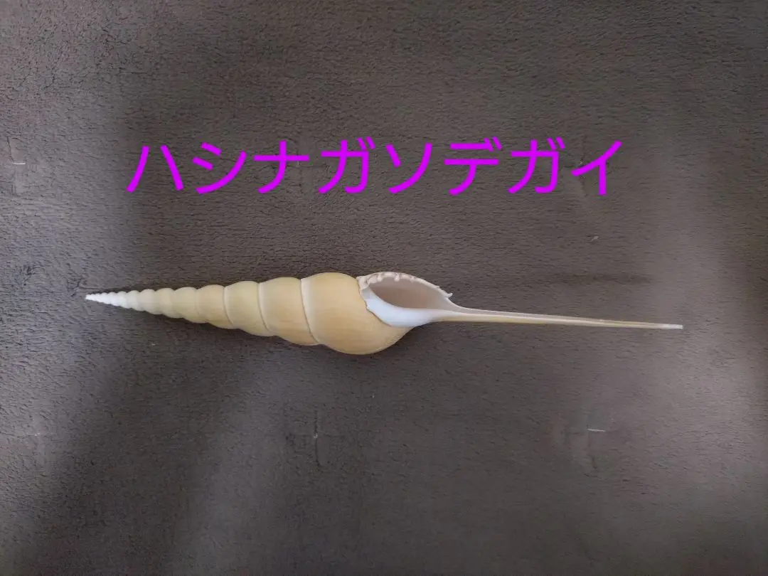 貝標本ソマリアソデガイ （蓋無） 貝標本ソマリアソデガイ （蓋無） 昆虫用品