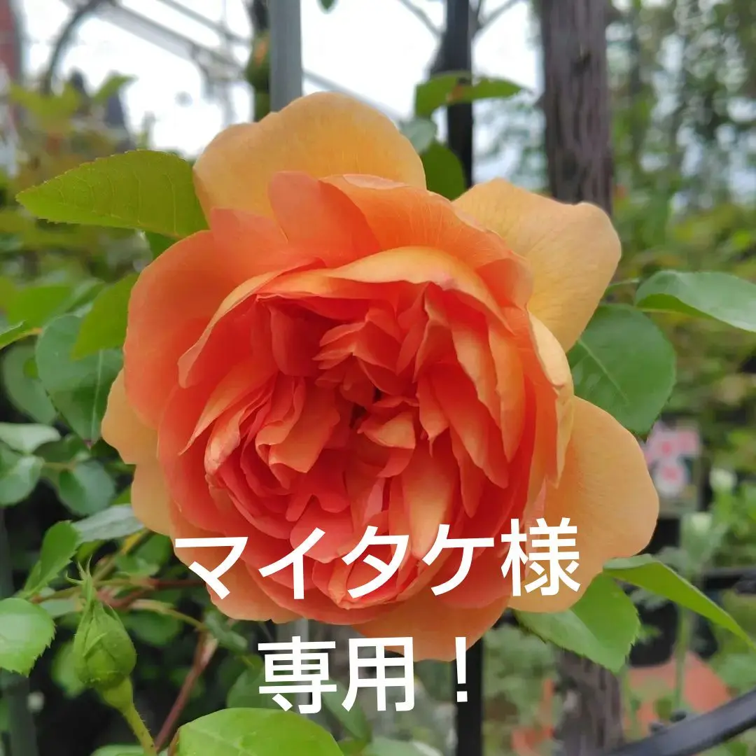 シンベリン　6号スリット　ER　芽接ぎ苗　イングリッシュローズ シンベリン 6号スリット ER 芽接ぎ苗 イングリッシュローズ