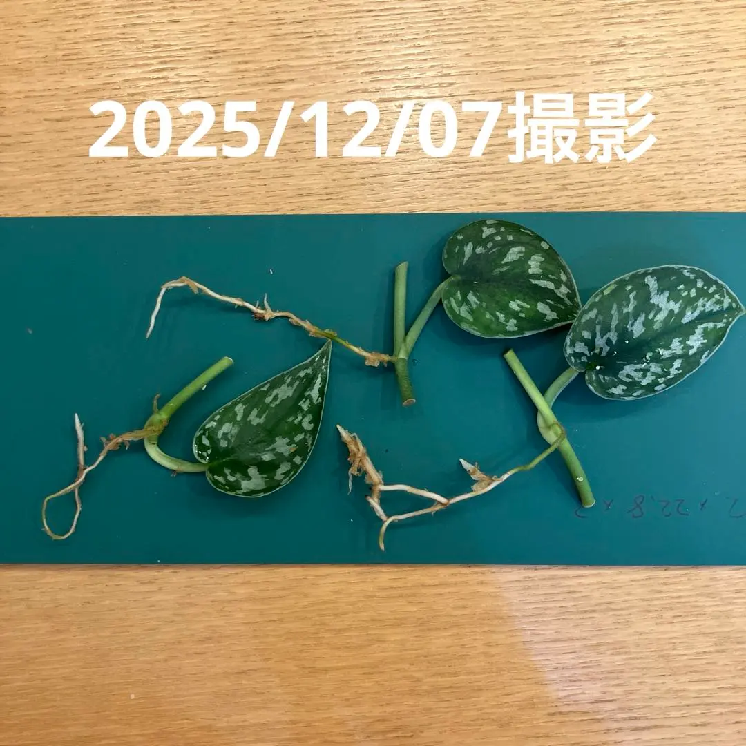 2025年最新】スキンダプサス マヤリの人気アイテム - メルカリ