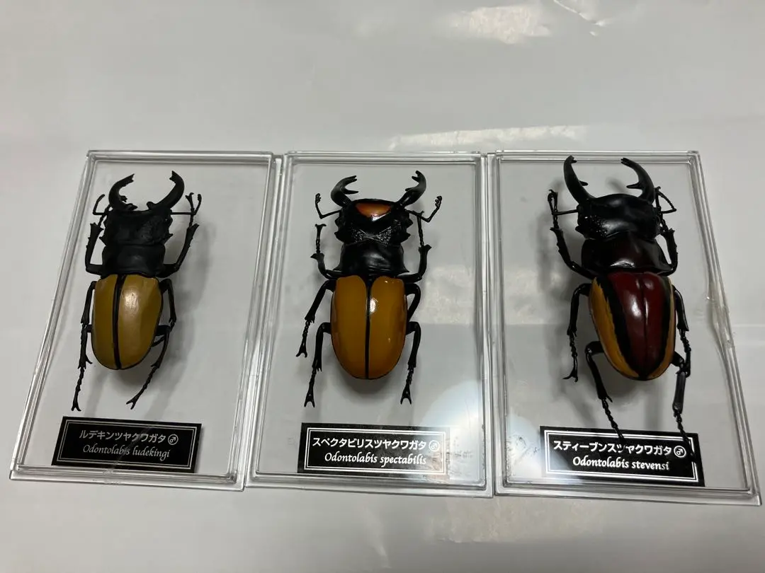 【標本】スペクタビリスツヤクワガタ　スマトラ島産　80.0ミリ　野外品 標本】スペクタビリスツヤクワガタ スマトラ島産 80.0ミリ 野外