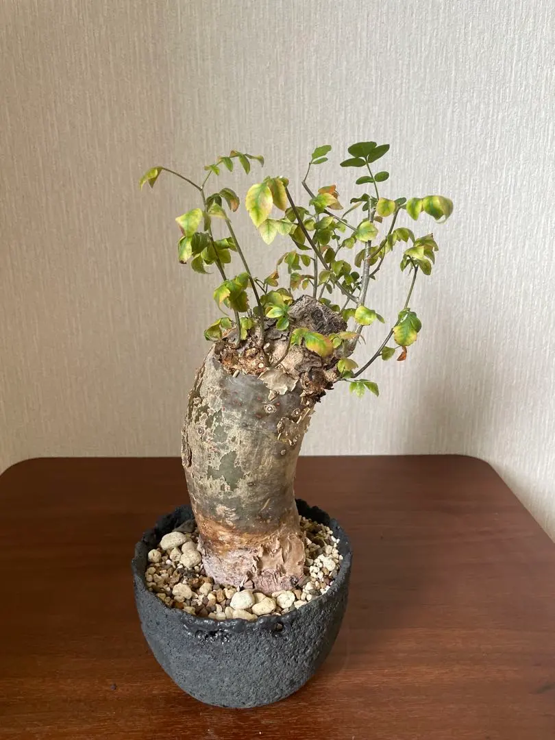 ブルセラ　ファガロイデス　発根済み　2年管理 ブルセラ ファガロイデス 発根済み 2年管理 ブルセラ