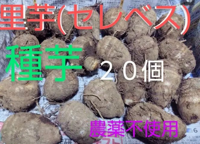2025年最新】赤芽里芋種芋の人気アイテム - メルカリ