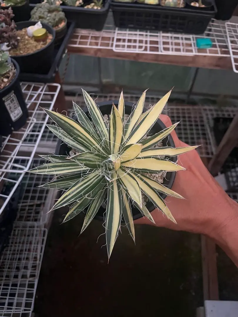 2025年最新】アガベ姫乱れ雪錦の人気アイテム - メルカリ