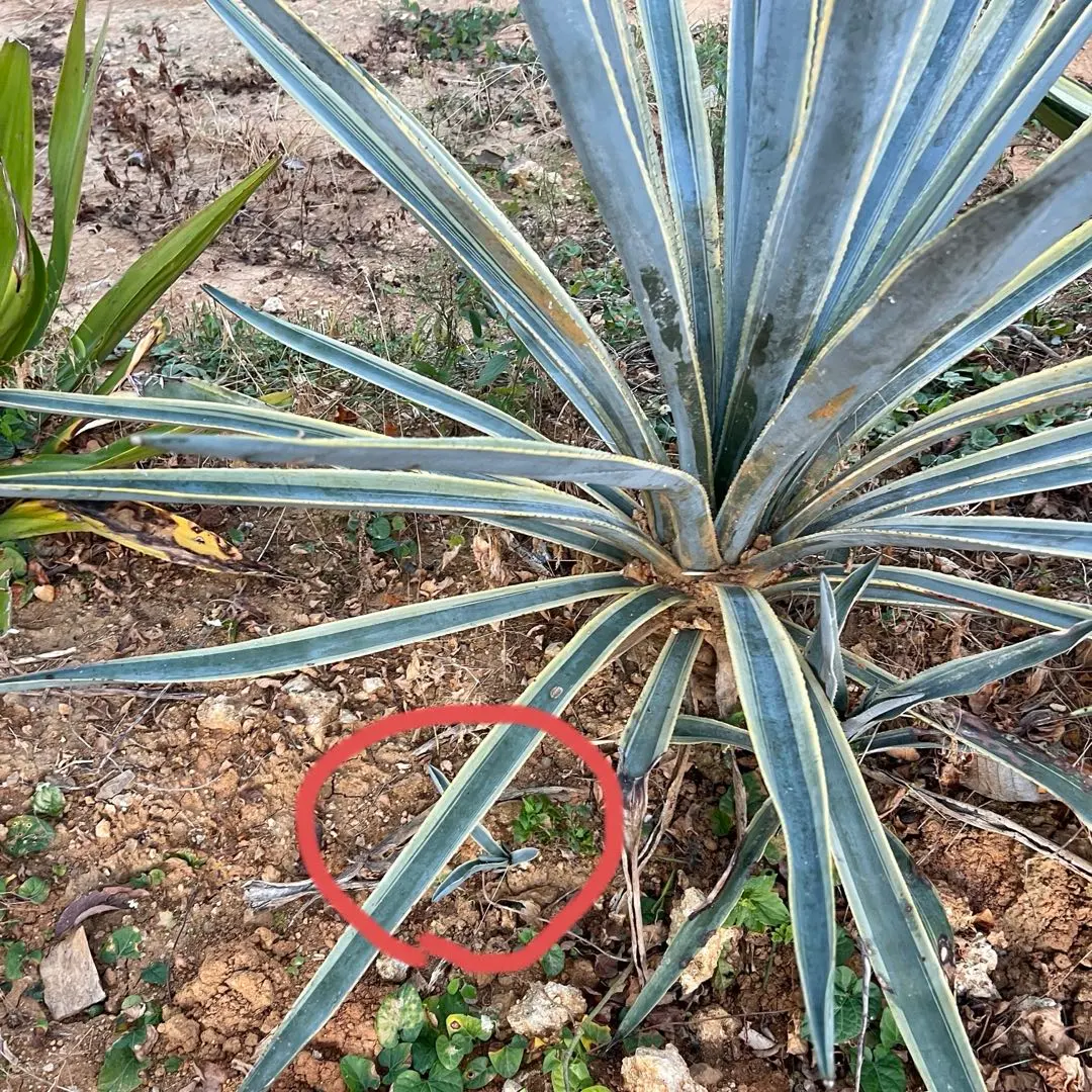 2025年最新】テキラーナの人気アイテム - メルカリ