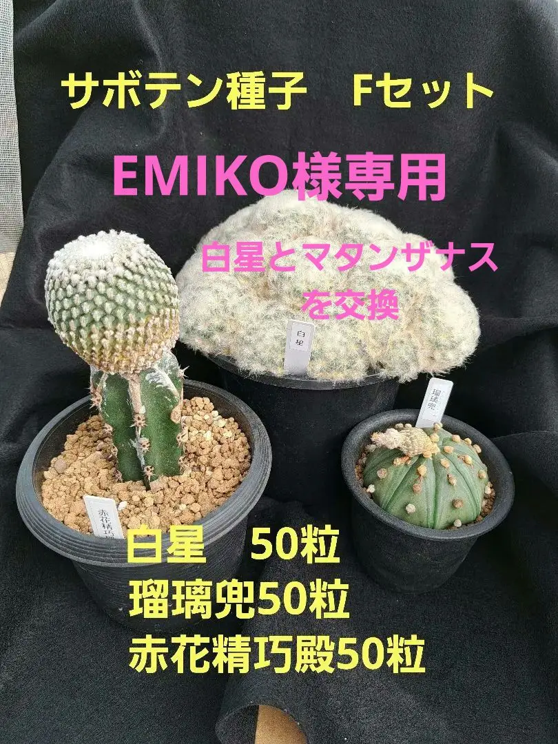2025年最新】赤花 兜の人気アイテム - メルカリ