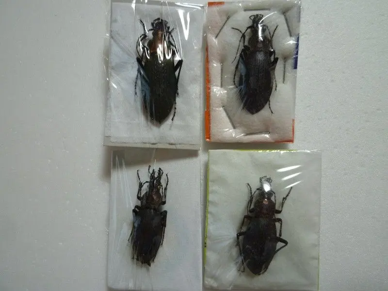 【外国産オサムシ標本】エリスカブリモドキ/湖北省.宣昌産/34.5mm 外国産オサムシ標本】エリスカブリモドキ/湖北省.宣昌産/34.5mm