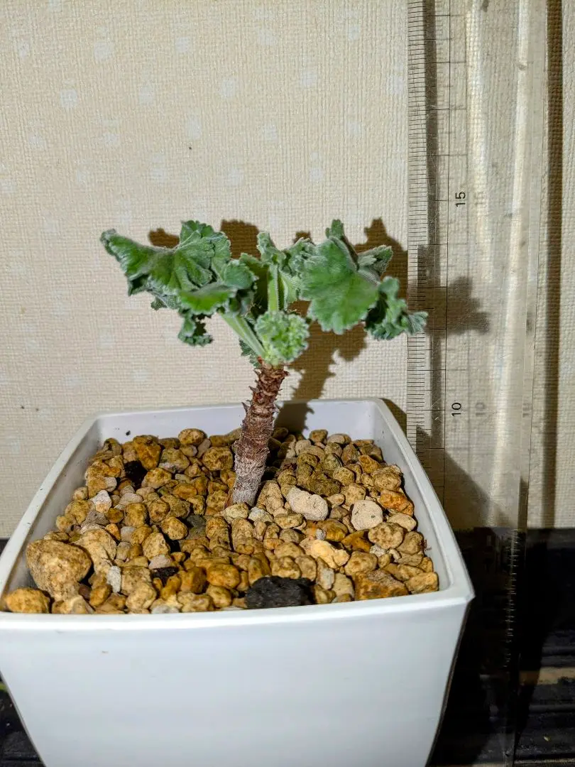 ペラルゴニウムミラビレ実生　現品鉢ごと発送 ペラルゴニウム ミラビレ（ステラプランツ/石川県金沢市