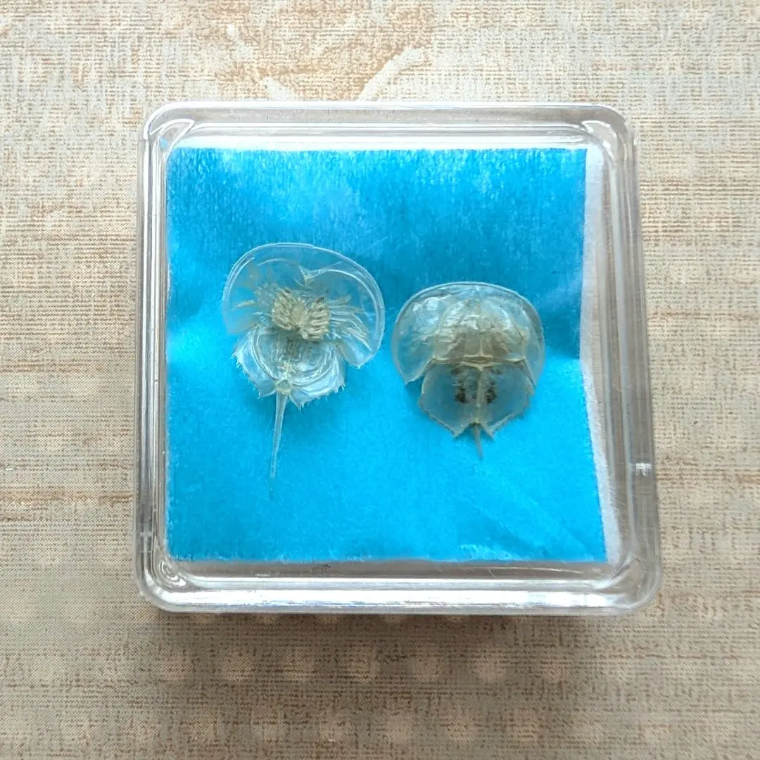 2025年最新】カブトガニの抜け殻の人気アイテム - メルカリ