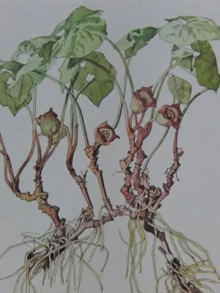 2025年最新】小磯良平 植物画の人気アイテム - メルカリ