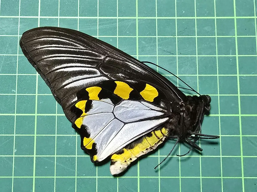 キシタアゲハ１４頭 m39911516436_1.jpg?1729166323