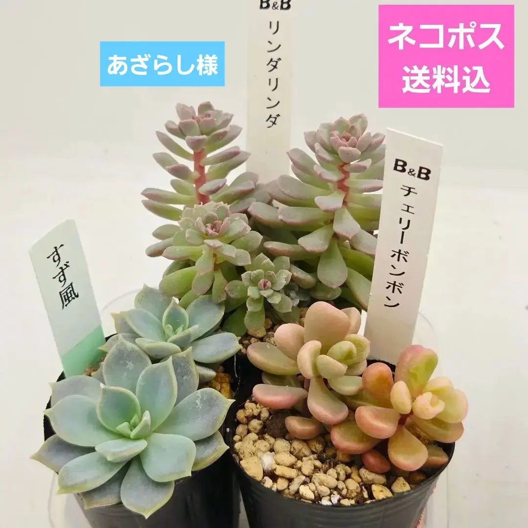 2025年最新】 チェリー 多肉の人気アイテム - メルカリ