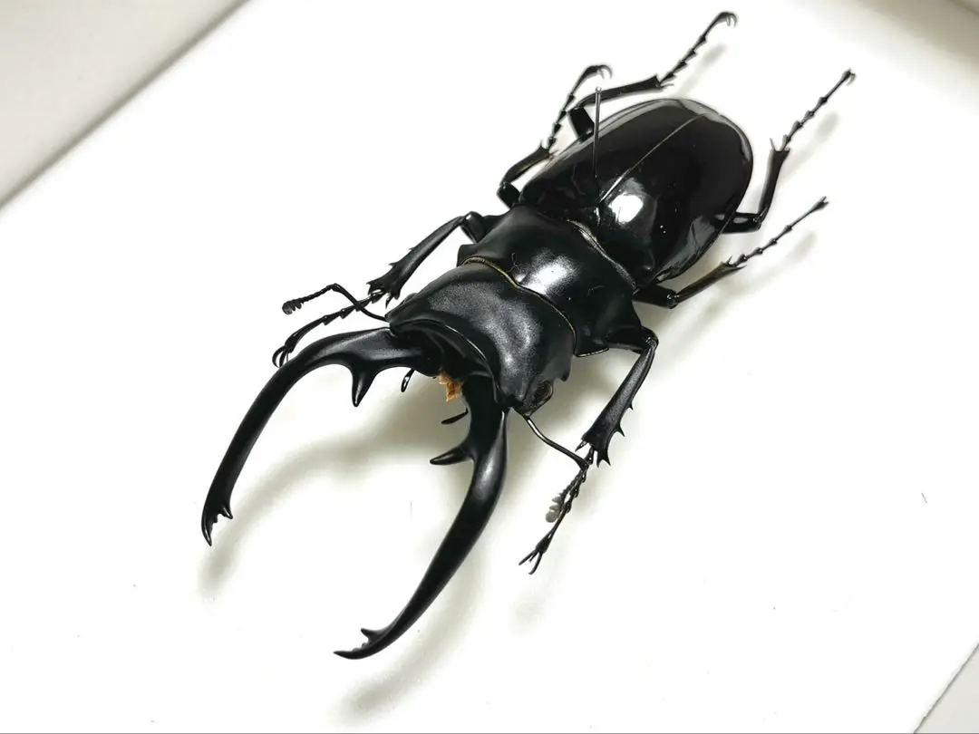 2025年最新】インターメディアツヤクワガタの人気アイテム