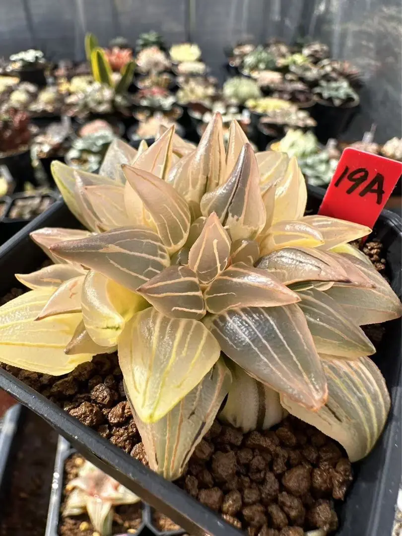 Amazon｜多肉植物 観葉植物 ハオルチア ハオルシア アトロフスカ