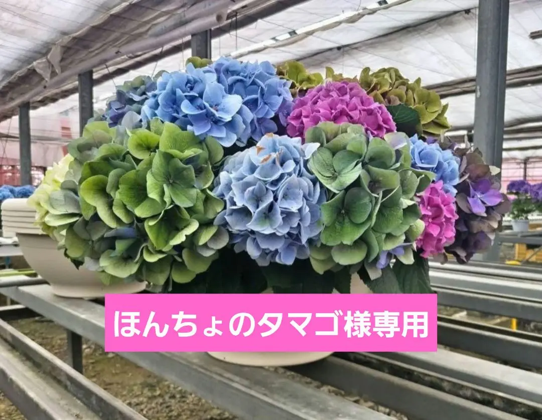 福岡県鬼木様の紫陽花☆ハイドランジア☆筑紫路風車☆8号鉢☆超希少☆ 2025年最新】筑紫路風車の人気アイテム - メルカリ
