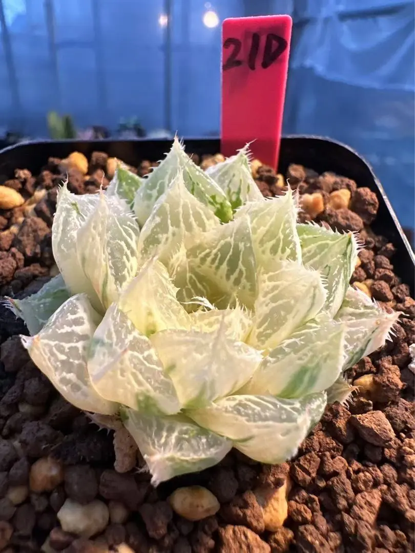 2025年最新】ハオルチア 白蛇伝の人気アイテム - メルカリ