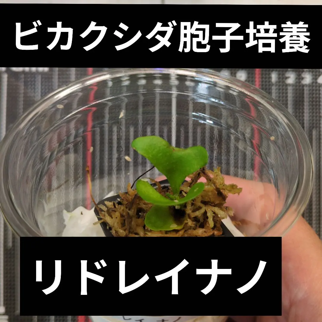 K*n様 ridleyi nano 引取限定　ビカクシダ Yahoo!オークション - P. ridleyi 'Nano' リドレイ【vandaka