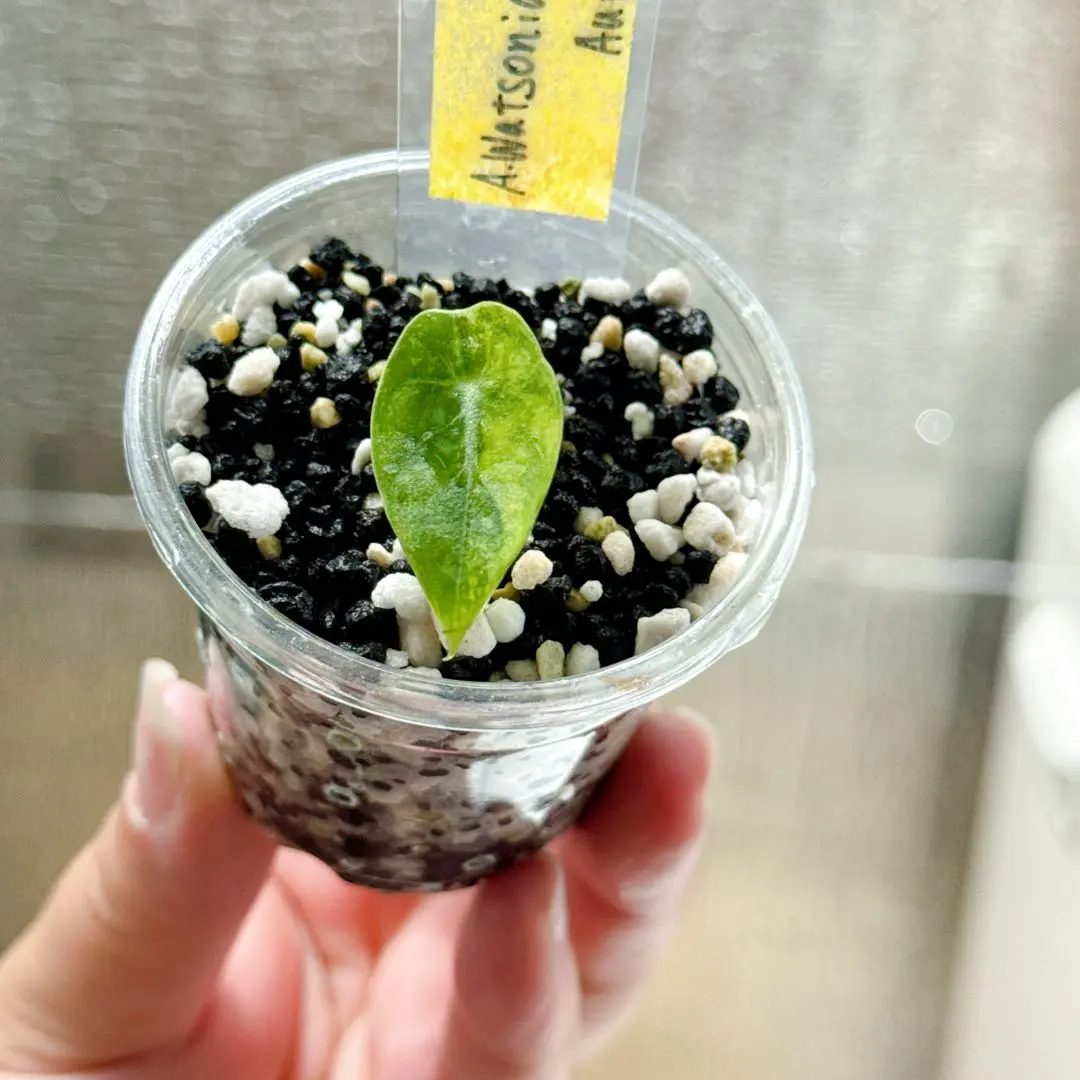 2025年最新】alocasia watsonianaの人気アイテム - メルカリ