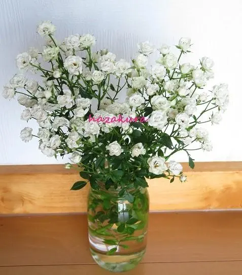 2025年最新】マイクロミニバラ ホワイトウッズの人気アイテム - メルカリ