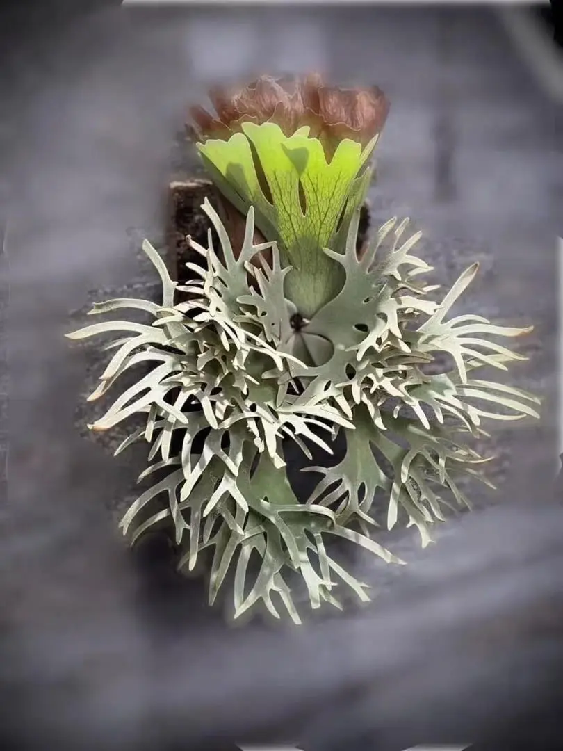 トトロ　スポア　TOTORO ビカクシダ　子株　イエロームーンドワーフ Plant mania | P.willinckii yellow moon dwarf sporeling
