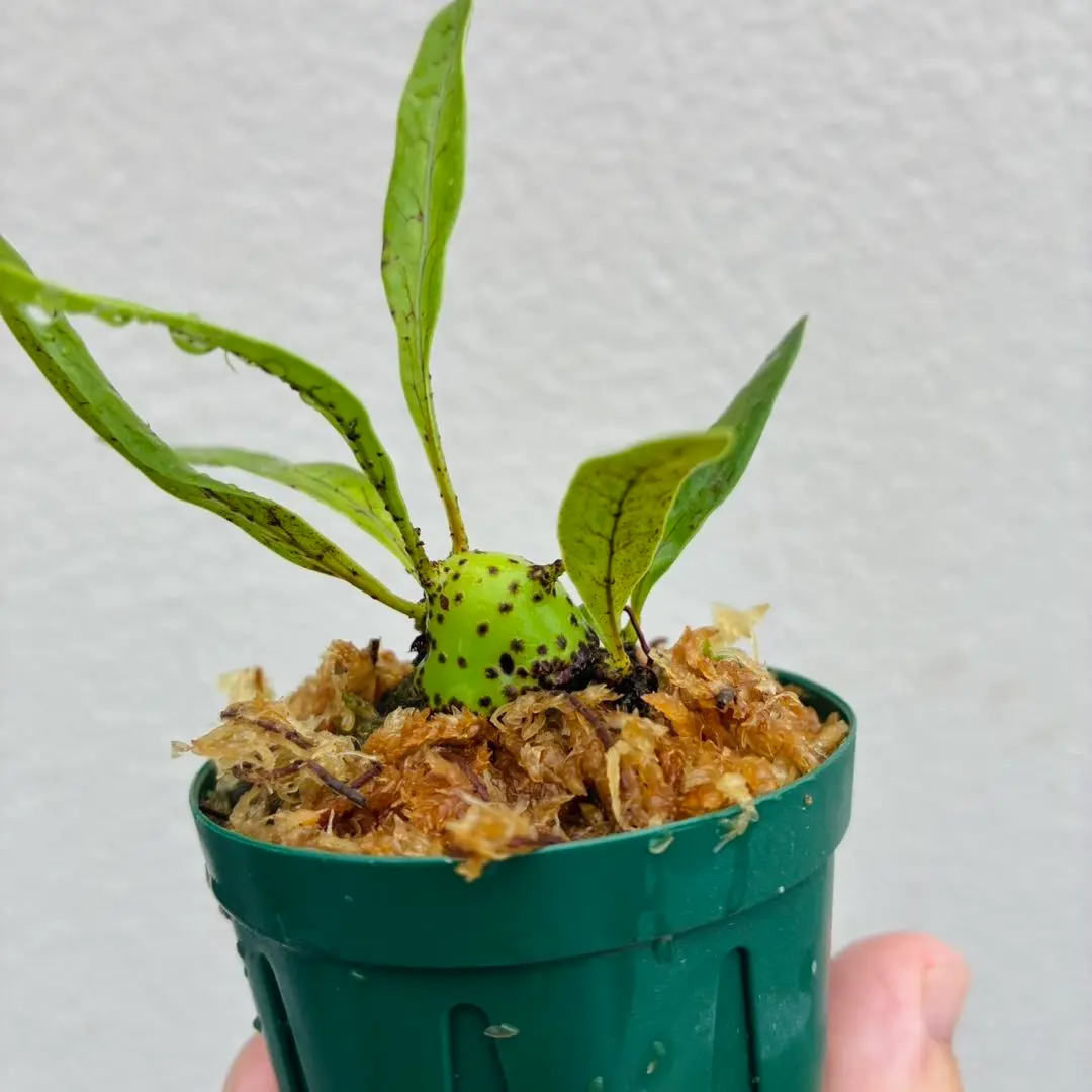 【メルカリ便で発送】レカノプテリス ミラビリス② メルカリ便で発送】レカノプテリス ミラビリス② - メルカリ