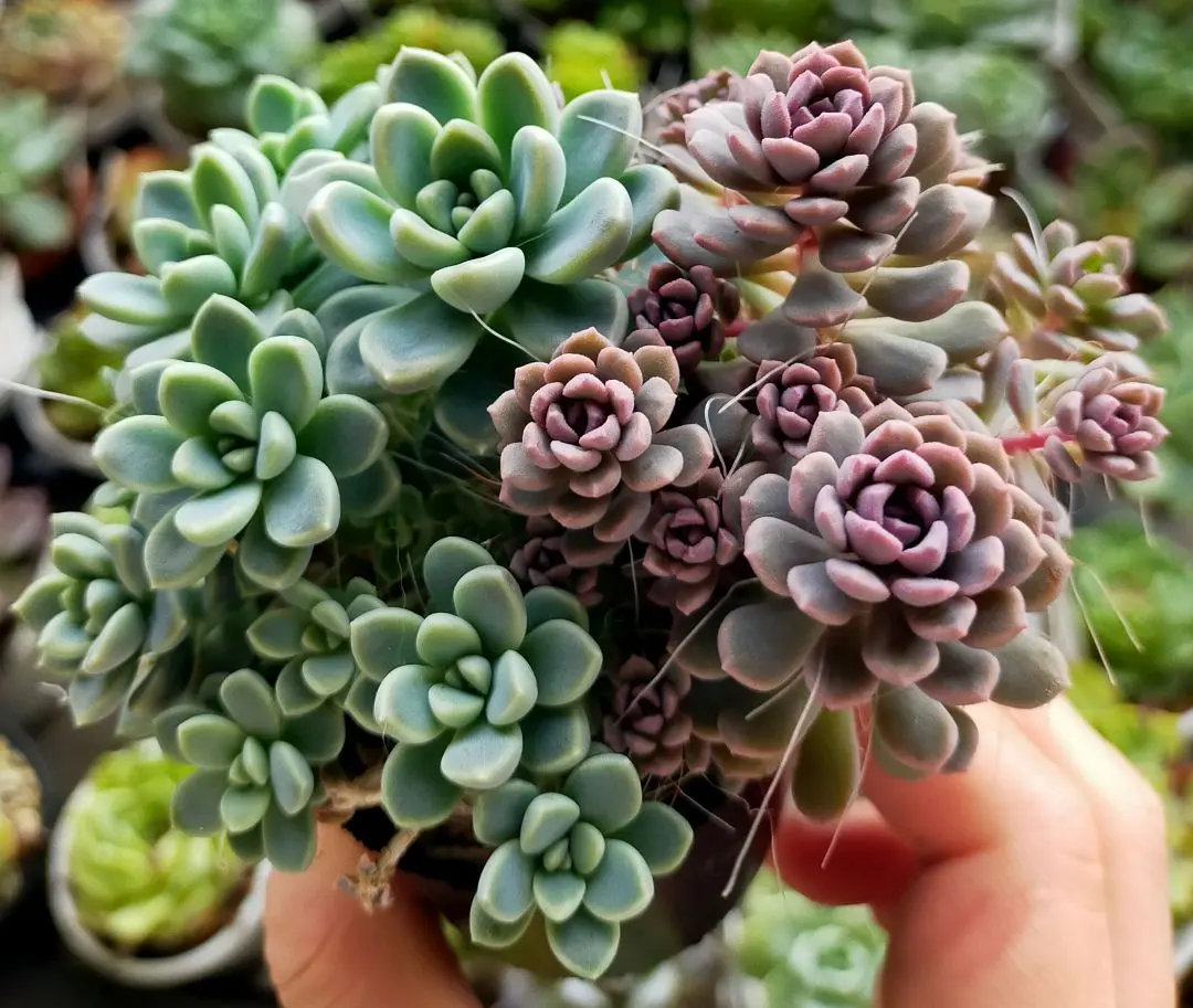 多肉植物♡てんてんてまり♡ぼのぼのさん～③～子付き～^^ 多肉植物♡てんてんてまり♡ぼのぼのさん～子付き～^^