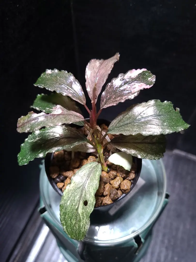 Bucephalandra Pipto Variegata ピプト ヴァリエガタ Bucephalandra sp. Pipto Variegata 新種 水上葉 水草