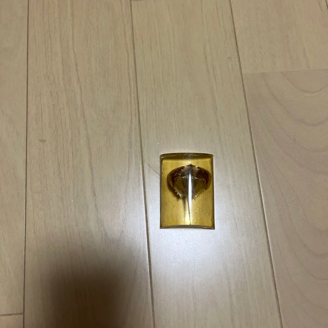 カブトガニ標本　美品 カブトガニ標本【天然記念物】 - メルカリ