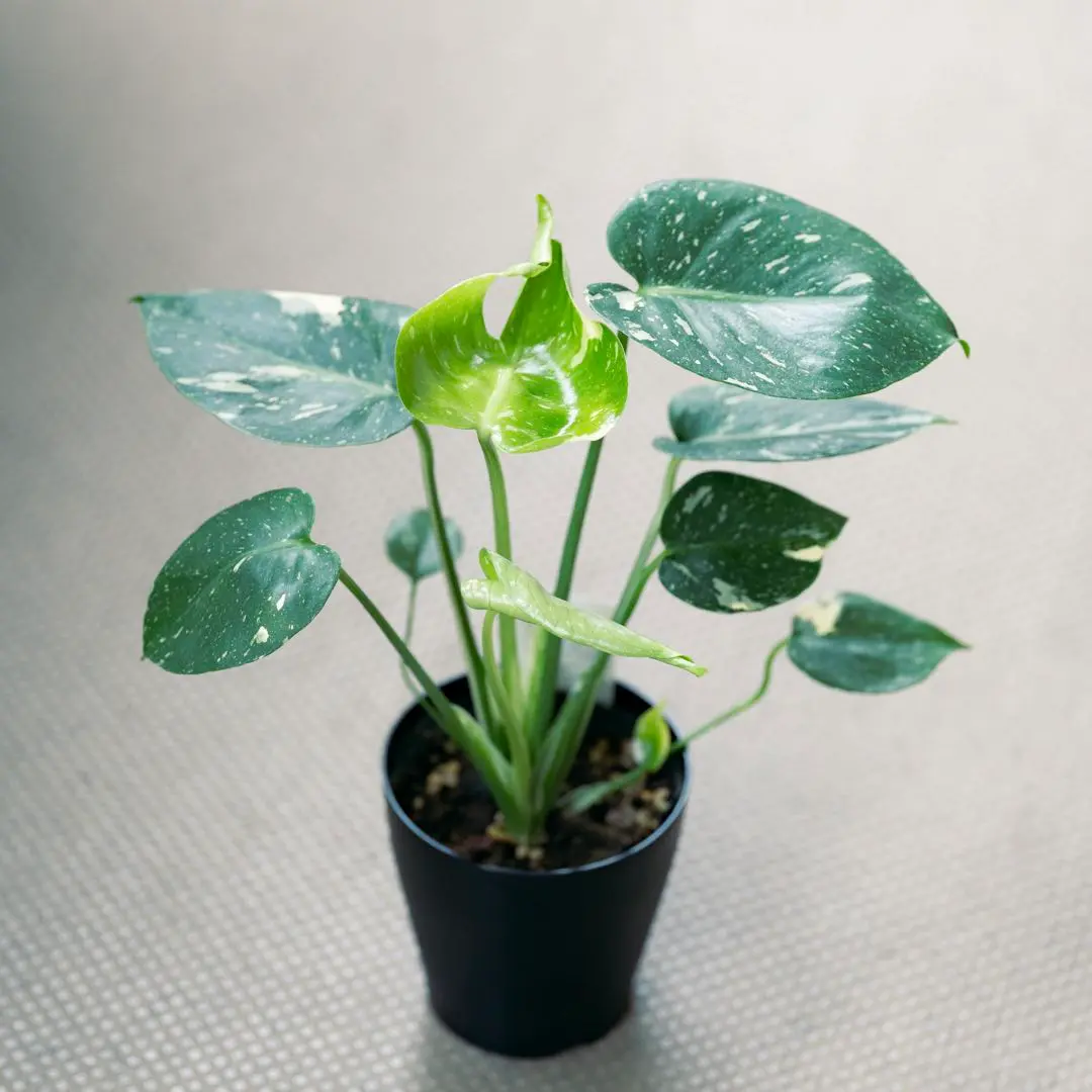 ♡ pug_pugchan ◡̈*♡モンステラ　クリームブリュレ 28」モンステラ デリシオーサ クリームブリュレ Monstera