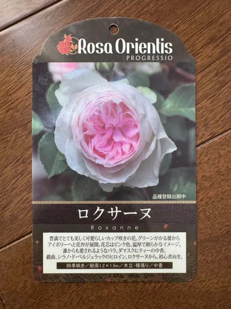楽天市場】予約販売 バラ苗 バラ大苗 ロサ オリエンティス