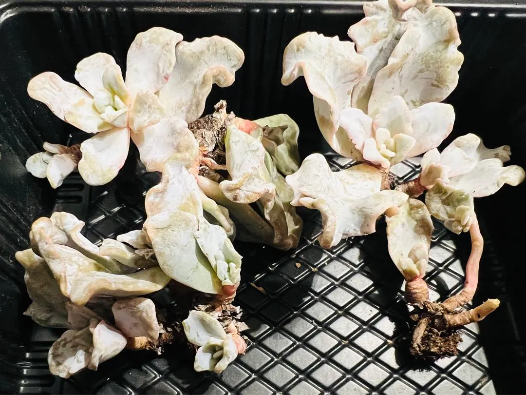 2025年最新】クリスペートビューティの人気アイテム - メルカリ