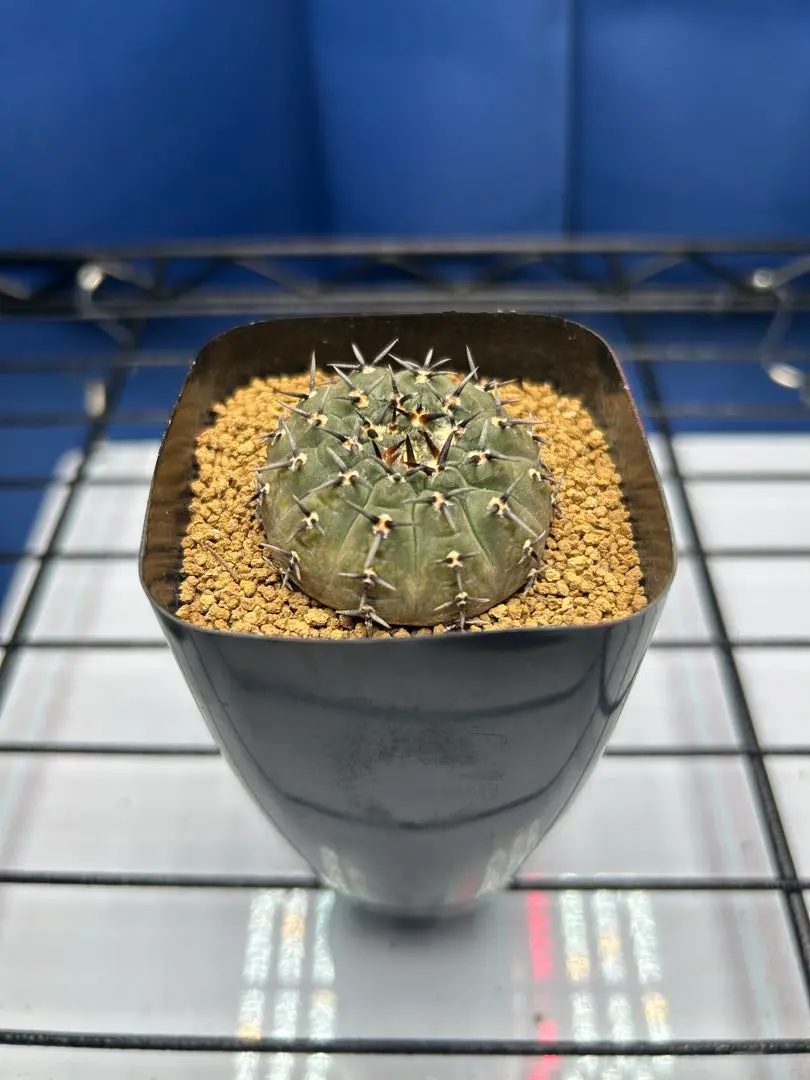 ギムノカリキウム 黒棘鳳頭 (短台) / SPICY GEM Gymnocalycium asterium【ギムノカリキウム・黒刺鳳頭
