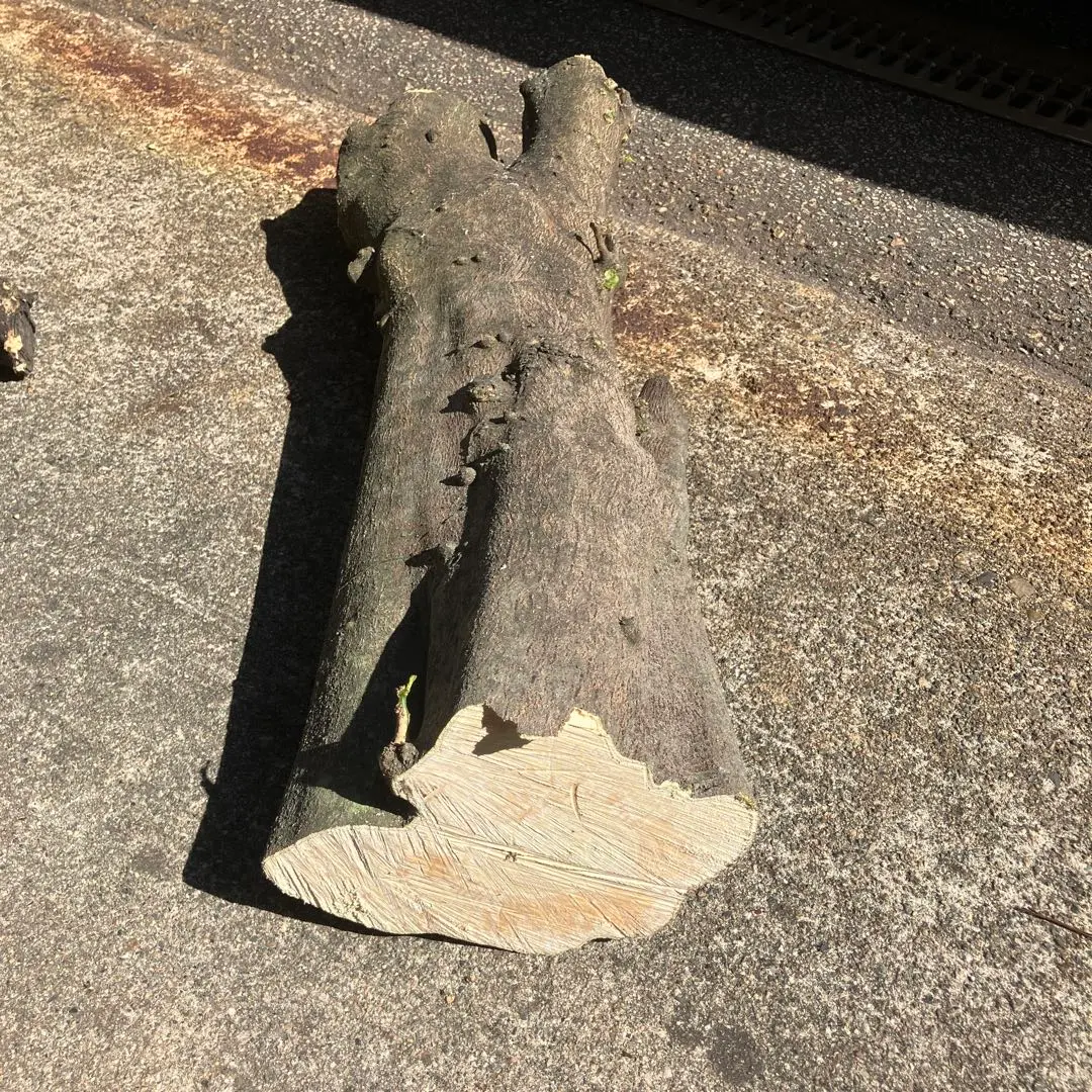 Thumbnail of Yuzu tree stump