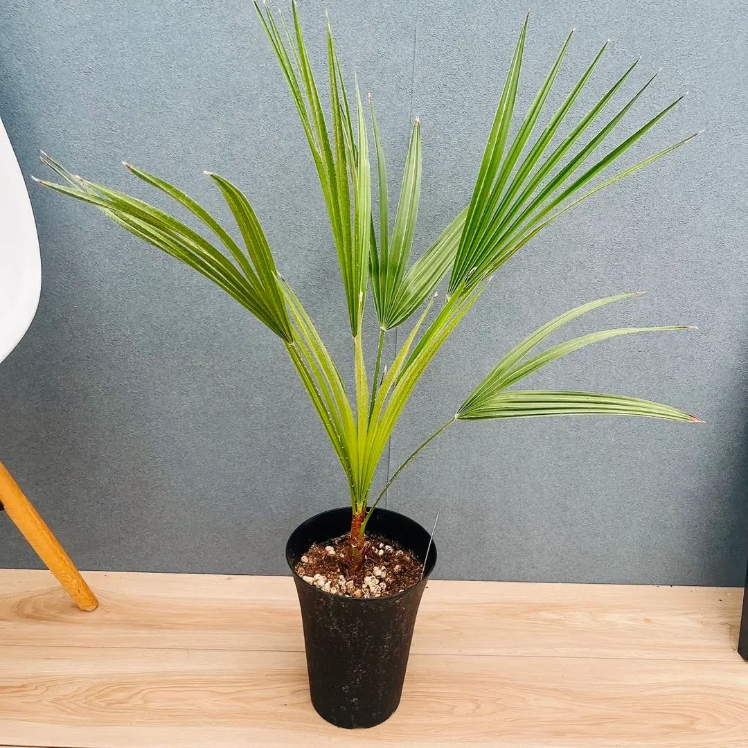 チャメロプス ボルケーノ 6号鉢 ★鉢ごと発送★ チャメロプス ボルケーノ 6号鉢 ☆鉢ごと発送☆