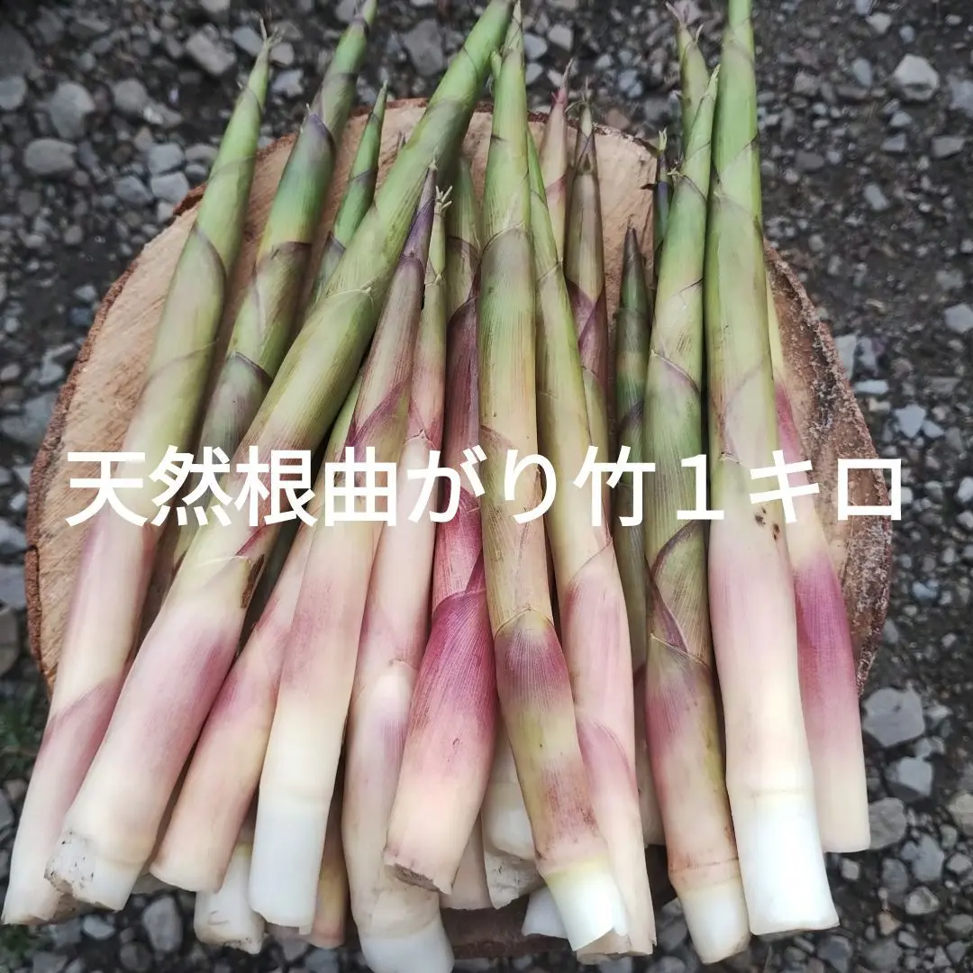 【予約】【秋田県産】根曲がり竹10kg【6月8日発送予定】 nemagari10kg.jpg