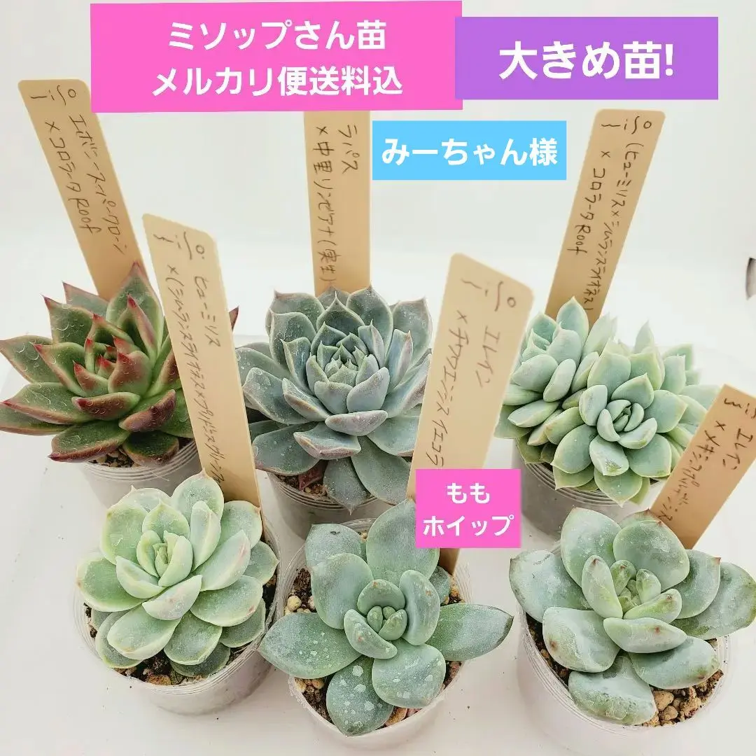 チワワエンシスイエコラ×spノバ　札付きポットごと　ty苗　メルカリ便 チワワエンシスイエコラ×ホワイトザラゴーサ札付きポットごと