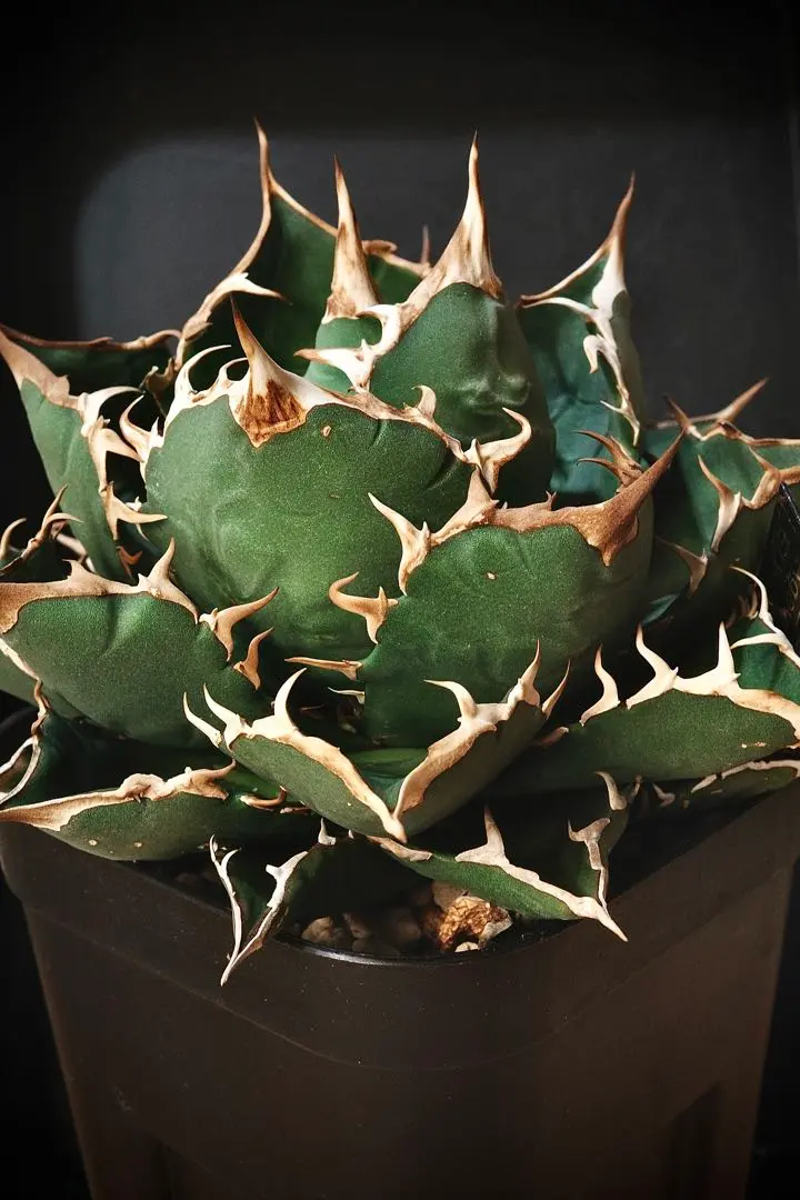 2025年最新】宝珠 アガベの人気アイテム - メルカリ