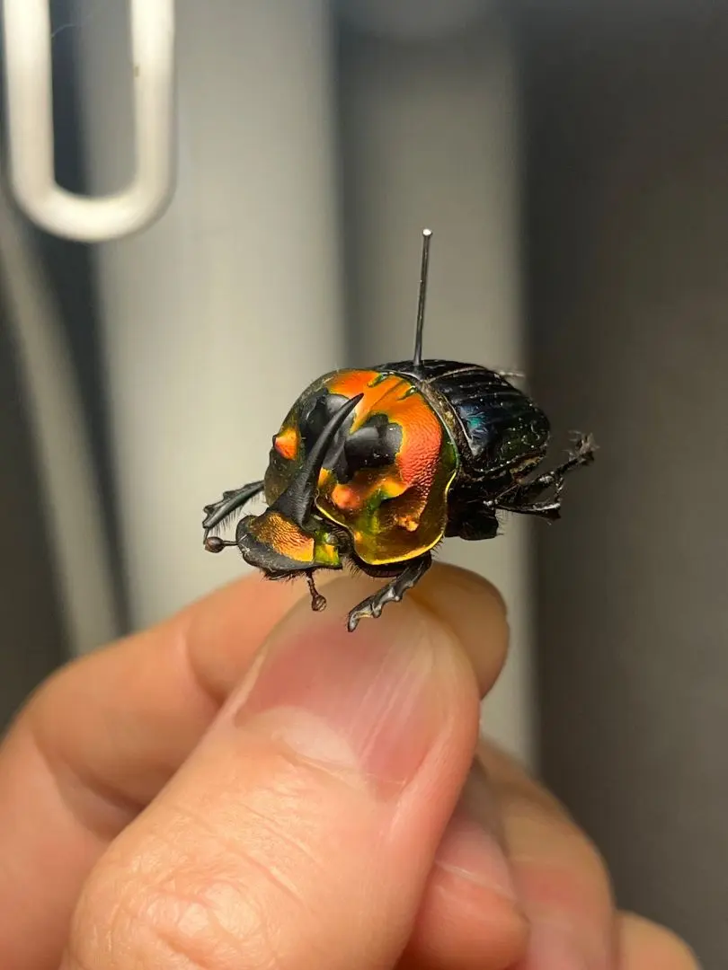 2025年最新】標本 ニジダイコクの人気アイテム - メルカリ