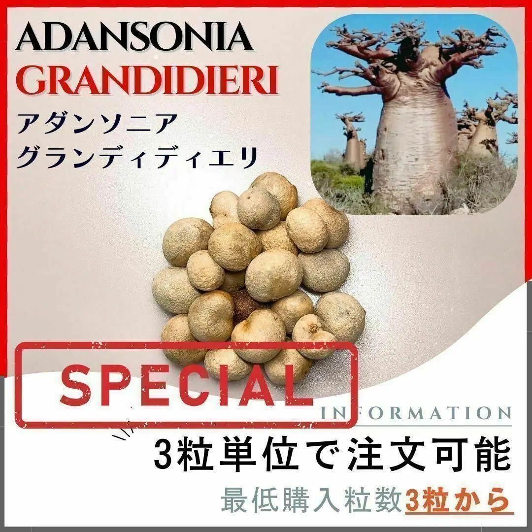 2025年最新】バオバブ グランディディエリの人気アイテム - メルカリ