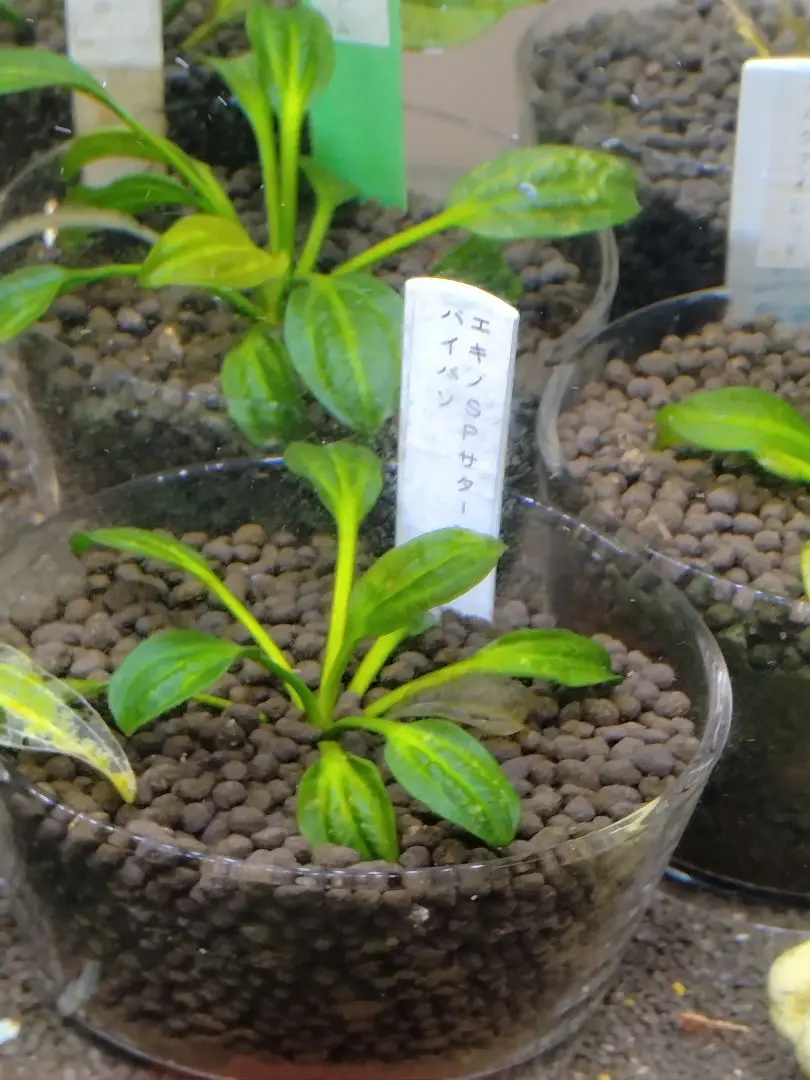 エキノドルスspサターン　アルゼンチン産　子株・二株セット　水中葉 2025年最新】エキノドルス サターンの人気アイテム - メルカリ