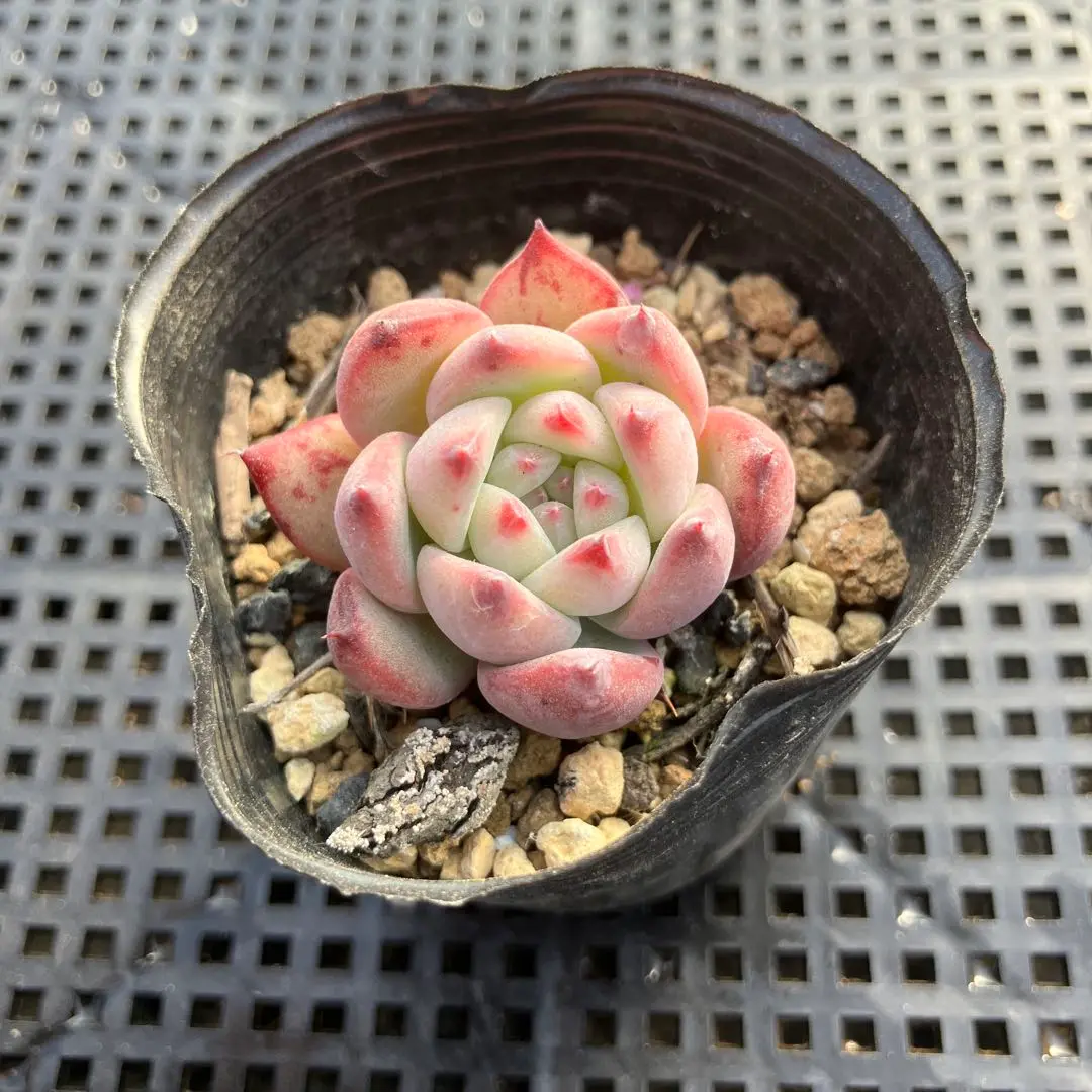 simijimiさん苗　トツギーノ　赤札　リンゼアナ（二瓶）　札付き　3号ポット simijimiさん苗トツギーノ苗赤札リンゼアナ （中里×二瓶）札付き