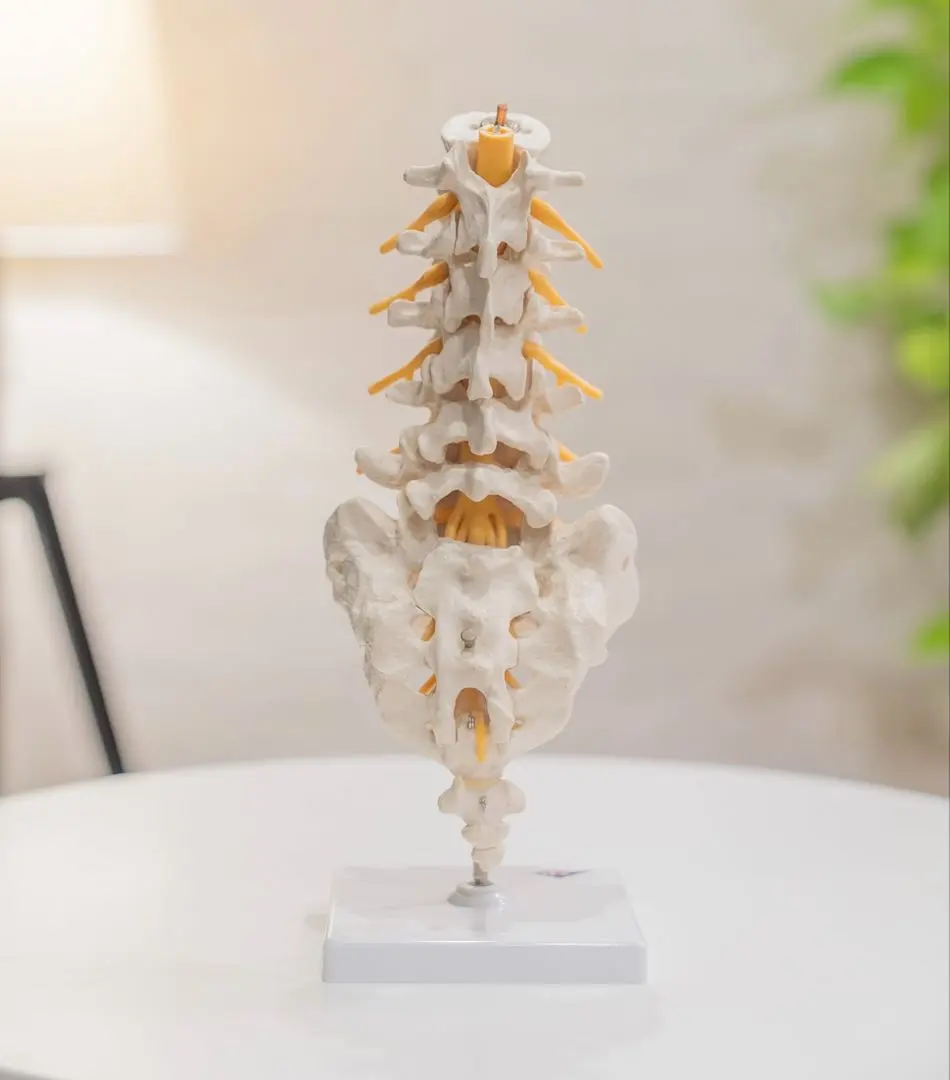 【ダンシャリブーさん専用】3B Scientific足の骨格模型 ダンシャリブーさん専用】3B Scientific足の骨格模型