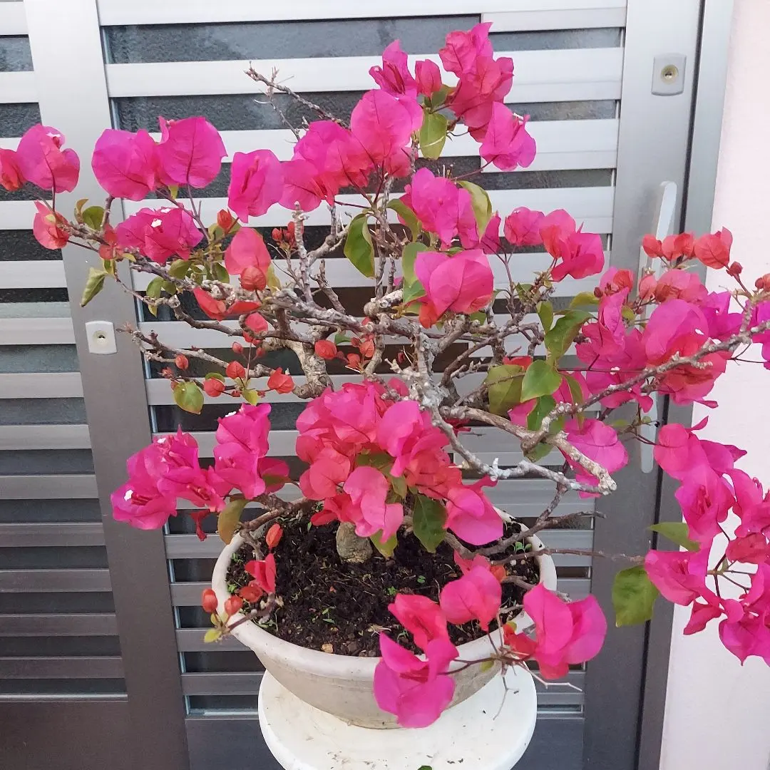 ブーゲンビリアNo571盆栽 らくらくメルカリ便発送‼️ ブーゲンビリア No571らくらくメルカリ便発送‼️