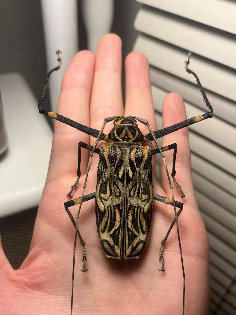 美品　昆虫標本２匹　テナガカミキリ　ケース付き 美品 昆虫標本2匹 テナガカミキリ ケース付き