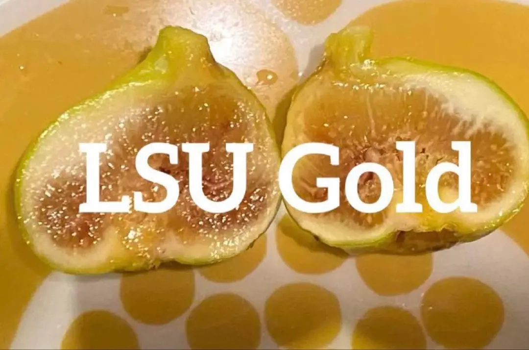 【marudoraさま専用】LSU Gold 挿木苗 ほか2点 marudoraさま専用】LSU Gold 挿木苗 ほか2点 - メルカリ
